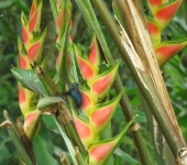 Heliconia / Heliconia sp. 4 (Zingiberales, Heliconiaceae) - Bioe