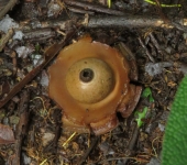 Estrella de tierra / Geastrum sp. (Geastrales, Geastraceae) - Bi