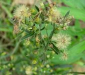 Venadillo, Juanparao / Erigeron sp. (Asterales, Asteraceae) - Bi
