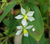 Sanjuanito / Chaetogastra sp. 2 (Myrtales, Melastomataceae) - Bi