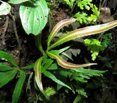 Blechnum sp. 2 Helecho pluma / Blechnum sp. 2 (Polypodiales, Blechnaceae) - Bio