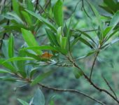 Espadero / Myrsine sp. (Ericales, Primulaceae) - Bioexploradores