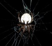 Metazygia sp. 2 (Araneae, Araneidae) - Bioexploradores