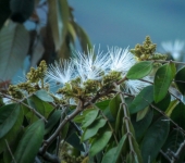 Guamo / Inga sp. 1 (Fabales, Fabaceae) - Bioexploradores