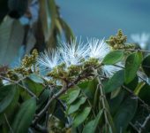 Guamo / Inga sp. 1 (Fabales, Fabaceae) - Bioexploradores