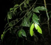 Barcino / Calophyllum sp. (Malpighiales, Calophyllaceae) - Bioex