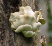 Pleurotus sp. 1 Orellana / Pleurotus sp. 1 (Agaricales, Pleurotaceae) - Bioexplo