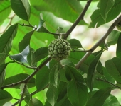 Annona sp. 2 Anón / Annona sp. 2 (Magnoliales, Annonaceae) - Bioexploradores