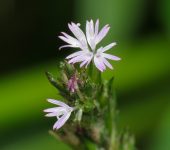 Elephantopus sp. (Asterales, Asteraceae) - Bioexploradores