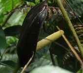 Anturo negro / Anthurium sp. 9 (Alismatales, Araceae) - Bioexplo