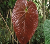 Anturio / Anthurium sp. 8 (Alismatales, Araceae) - Bioexplorador