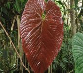 Anturio / Anthurium sp. 8 (Alismatales, Araceae) - Bioexplorador