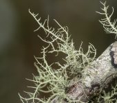 Usnea sp. L.quen de barba / Usnea sp. (Lecanorales, Parmeliaceae) - Bioexp