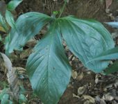 Anturio / Anthurium sp. 6 (Alismatales, Araceae) - Bioexplorador