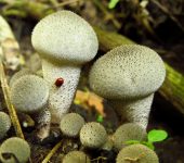 Pedo de lobo / Lycoperdon sp. (Agaricales, Lycoperdaceae) - Bioe