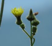 Cerraja / Sonchus sp. (Asterales, Asteraceae) - Bioexploradores