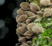 Crepidotus sp. (Agaricales, Crepidotaceae) - Bioexploradores