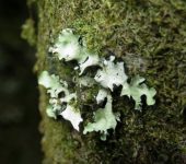 Parmotrema sp. 1 L.quen verde / Parmotrema sp. 1 (Lecanorales, Parmeliaceae) - Bi