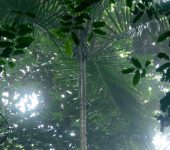 Prestoea sp. Prestoea sp. (Arecales, Arecaceae) - Bioexploradores