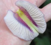 Gallito / Centrosema sp. (Fabales, Fabaceae) - Bioexploradores
