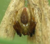 Acacesia sp. (Araneae, Araneidae) - Bioexploradores