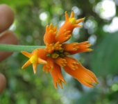 Gurania sp. Gurania sp. (Cucurbitales, Cucurbitaceae) - Bioexploradores