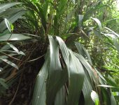 Pitcairnia sp. 1 (Poales, Bromeliaceae) - Bioexploradores