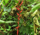 Heliconia / Heliconia sp. 2 (Zingiberales, Heliconiaceae) - Bioe