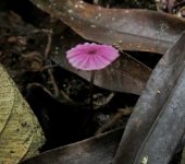 Hongo paraca.das / Marasmius sp. 2 (Agaricales, Marasmiaceae) -