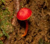 Hygrocybe sp. 2 Hygrocybe sp. 2 (Agaricales, Hygrophoraceae) - Bioexploradores