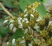 Camargo / Verbesina sp. 1 (Asterales, Asteraceae) - Bioexplorado