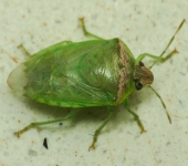 Banasa sp. (Hemiptera, Pentatomidae) - Bioexploradores