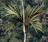 Geonoma sp. 3 Palmicho / Geonoma sp. 3 (Arecales, Arecaceae) - Bioexploradores