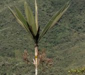Geonoma sp. 2 Palmicho / Geonoma sp. 2 (Arecales, Arecaceae) - Bioexploradores