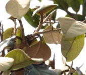 Laurel criollo / Ocotea sp. 2 (Laurales, Lauraceae) - Bioexplora