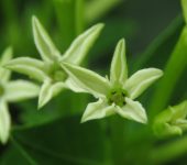 Cestrum sp. Jazm.n de noche / Cestrum sp. (Solanales, Solanaceae) - Bioexplo