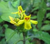 Aphelandra sp. (Lamiales, Acanthaceae) - Bioexploradores