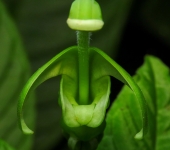 Burmeistera sp. 2 Burmeistera sp. 2 (Asterales, Campanulaceae) - Bioexploradores