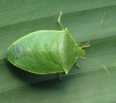 Chinche verde / Loxa sp. (Hemiptera, Pentatomidae) - Bioexplorad