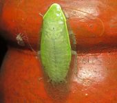 Cucaracha verde / Panchlora sp. (Blattodea, Blaberidae) - Bioexp