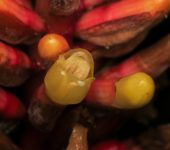 Renealmia sp. 2 (Zingiberales, Zingiberaceae) - Bioexploradores
