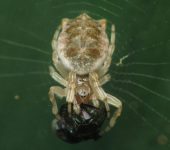 Ara.a alineadora de desechos / Cyclosa sp. 1 (Araneae, Araneidae