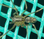 Ara.a escupidora / Scytodes sp. 2 (Araneae, Scytodidae) - Bioexp