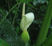 Rascadera / Xanthosoma sp. 3 (Alismatales, Araceae) - Bioexplora
