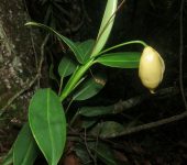 Stenospermation sp. 1 (Alismatales, Araceae) - Bioexploradores