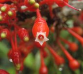 Thibaudia sp. Uvo de monte / Thibaudia sp. (Ericales, Ericaceae) - Bioexplorad