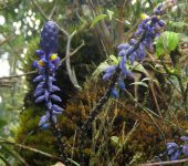 Tinto / Monnina sp. 1 (Fabales, Polygalaceae) - Bioexploradores