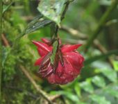 Cavendishia sp. 1 Uvo de monte / Cavendishia sp. 1 (Ericales, Ericaceae) - Bioexpl
