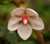 Sauvagesia sp. (Malpighiales, Ochnaceae) - Bioexploradores