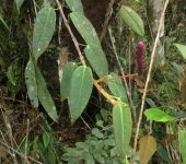 Anturio / Anthurium sp. 5 (Alismatales, Araceae) - Bioexplorador